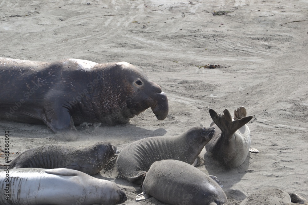 Fototapeta premium Elephant seal at the Piedras Blancas Friends of the Elephant Seal rookery San Simeon California