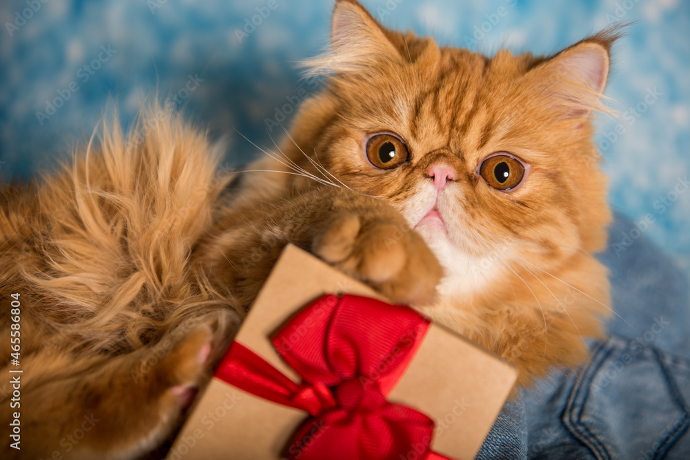 Red Persian cat with gift box on Christmas