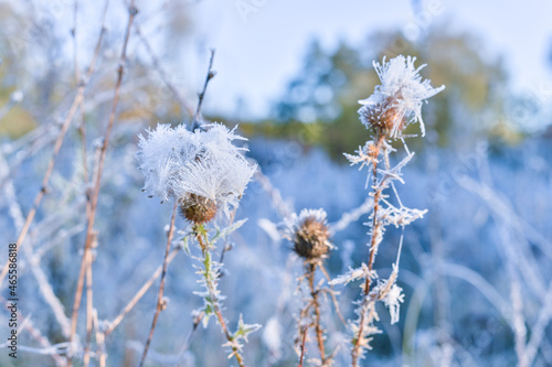 Frozen milk thistle bush in fluffy seeds in frost on the background of a frozen meadow and colorful autumn foliage. Background. Selective focus