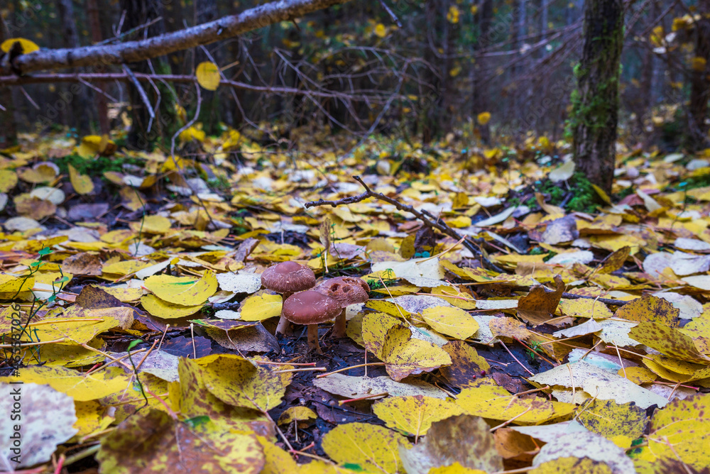 Three small fungi alone among leaves. Three small fungi alone among leaves.