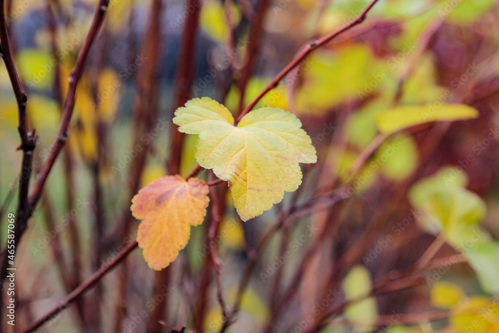 Obraz premium autumn leaves on a tree
