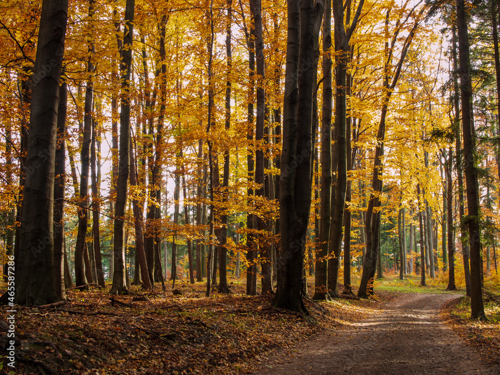 Fototapeta premium Path in the autumn park