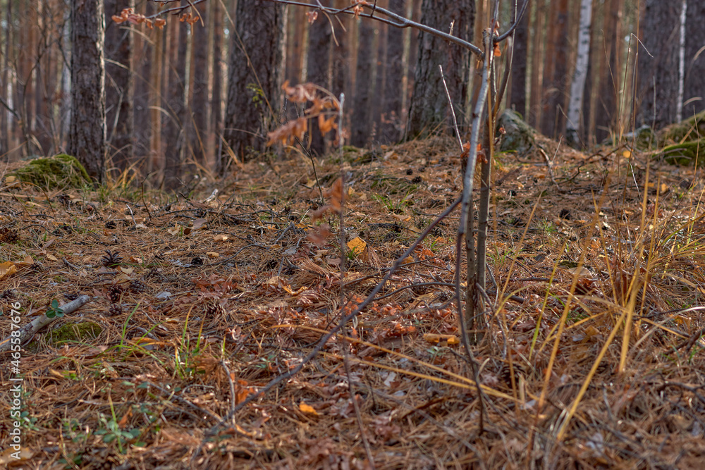 Autumn forest in clear sunny weather