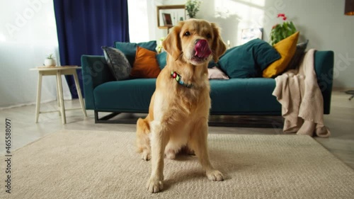 Golden retriever barking close-up. Obedient dog sitting on floor in living room, looking in camera and posing. Happy domestic animal concept, best friends, puppy relaxing at home.