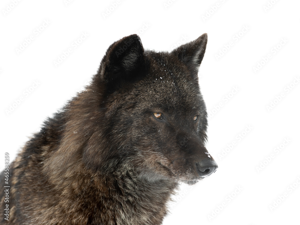 portrait of canadian wolf isolated on white background