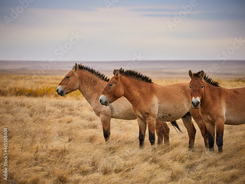 Przewalski 's horses © Алексей Курочкин