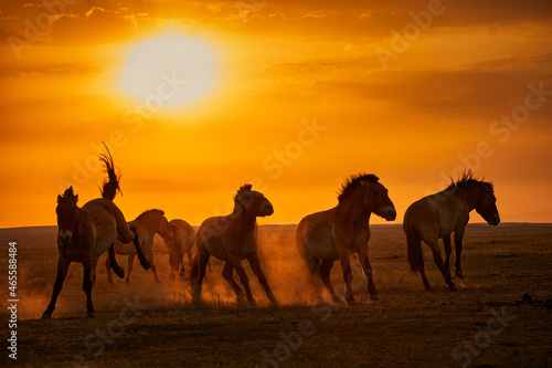 Przewalski 's horses © Алексей Курочкин