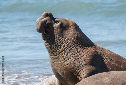 Male elephant seal, Peninsula Valdes, Patagonia, Argentina