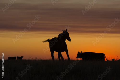 Horse silhouette at sunset, in the coutryside, La Pampa, Argentina. © foto4440