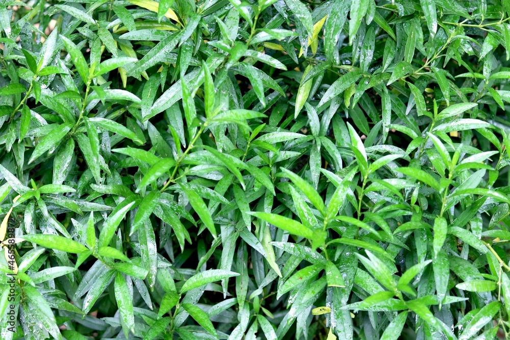 Fototapeta premium Patriot view of green leaf plant