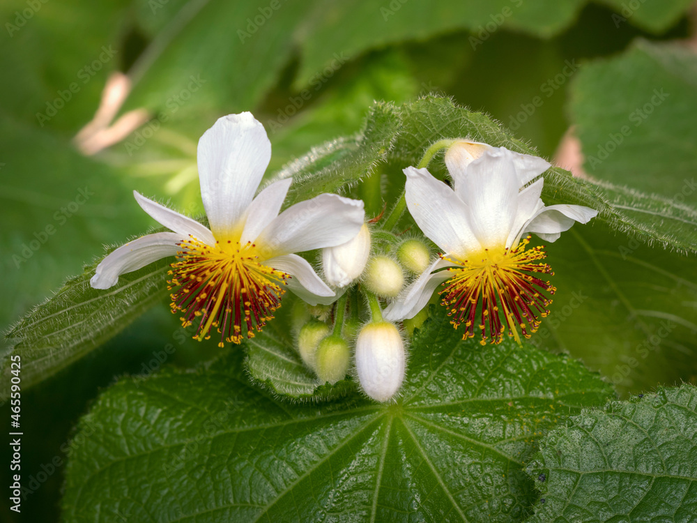Ταπετσαρία African lime tree blossom and buds, Sparrmannia africana