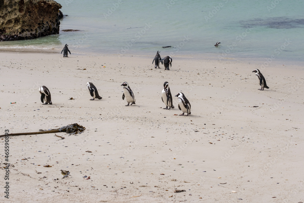 Penguins in Simons Town, Western Cape, South Africa. Boulders beach. Penguins in Simons Town, Western Cape, South Africa. Boulders beach.