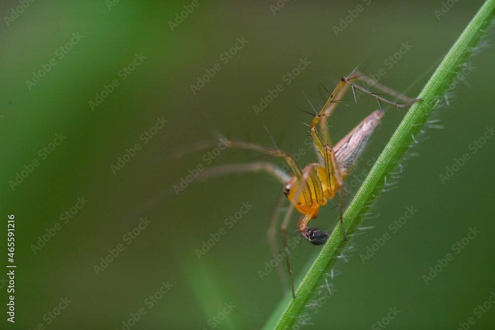 Close-up macro shot of forest garden spider (cross spider, Araneus diadematus) sitting on a leaf waiting for prey Close-up macro shot of forest garden spider (cross spider, Araneus diadematus) sitting on a leaf waiting for prey