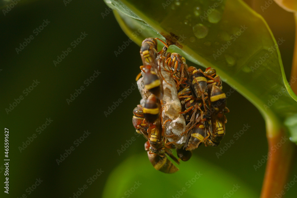 Velora Insect wild, natural, fauna, hymenoptera, asian, predator, detail, giant, bee ...