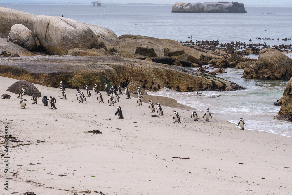 Fototapeta premium A family of South African penguins