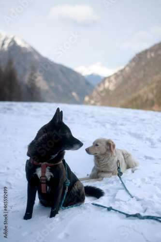 Dogs on the snow and landscape