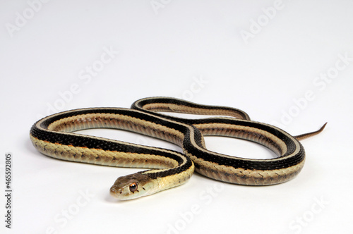 Ribbon snake // Bandnatter, Bändernatter (Thamnophis sauritus sackeni)