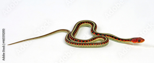 California red-sided garter snake // Kalifornische Rotseitige Strumpfbandnatter (Thamnophis sirtalis infernalis) photo