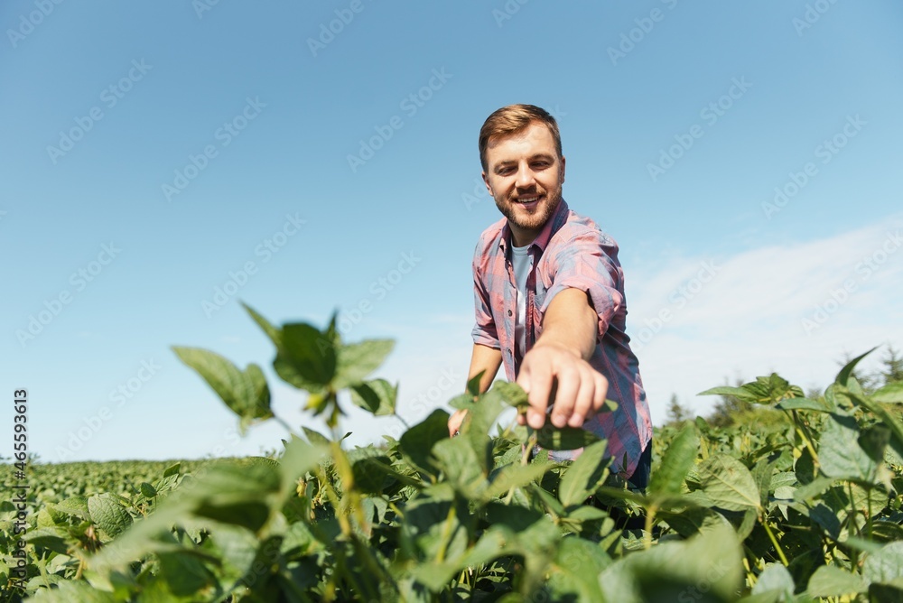 Portrait of a happy young farmer inspecting soybean plantations. Agricultural industry Portrait of a happy young farmer inspecting soybean plantations. Agricultural industry
