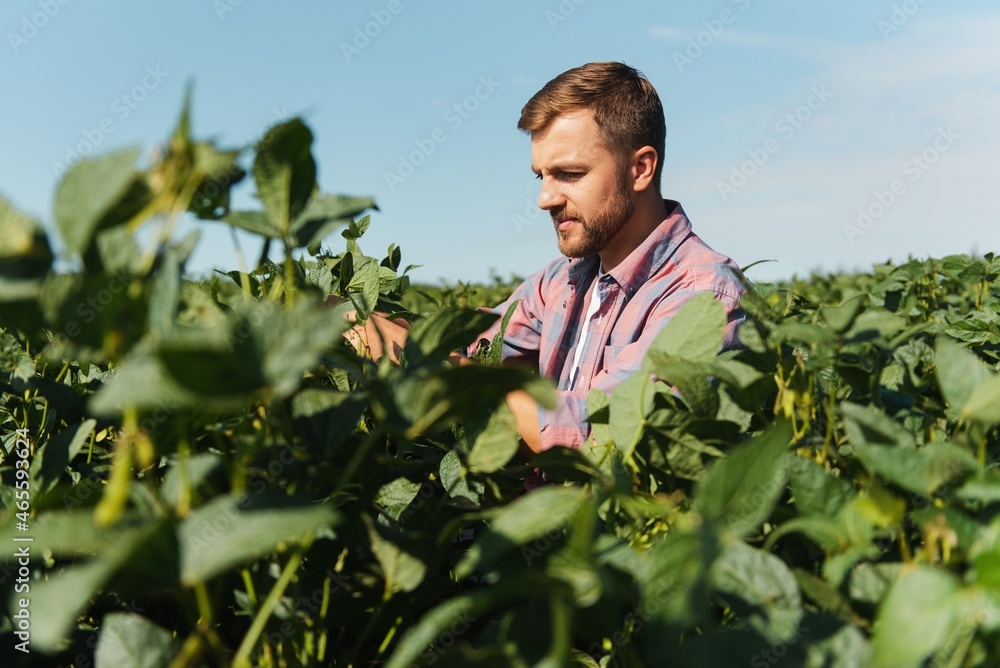 Young farmer in soybean fields Young farmer in soybean fields