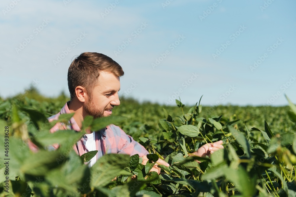 A farmer inspects a green soybean field. The concept of the harvest A farmer inspects a green soybean field. The concept of the harvest