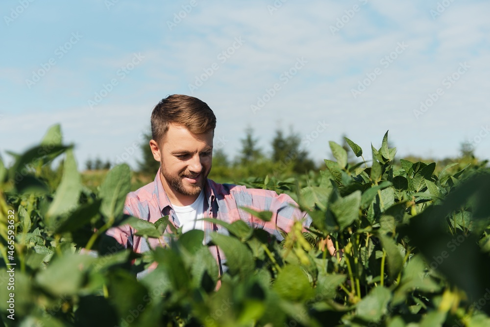 Agronomist inspecting soya bean crops growing in the farm field. Agriculture production concept. young agronomist examines soybean crop on field in summer. Farmer on soybean field Agronomist inspecting soya bean crops growing in the farm field. Agriculture production concept. young agronomist examines soybean crop on field in summer. Farmer on soybean field