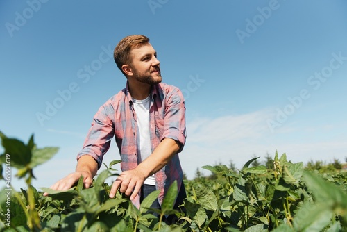 A farmer inspects a green soybean field. The concept of the harvest