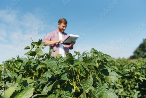 agronomist or farmer examining crop of soybeans field