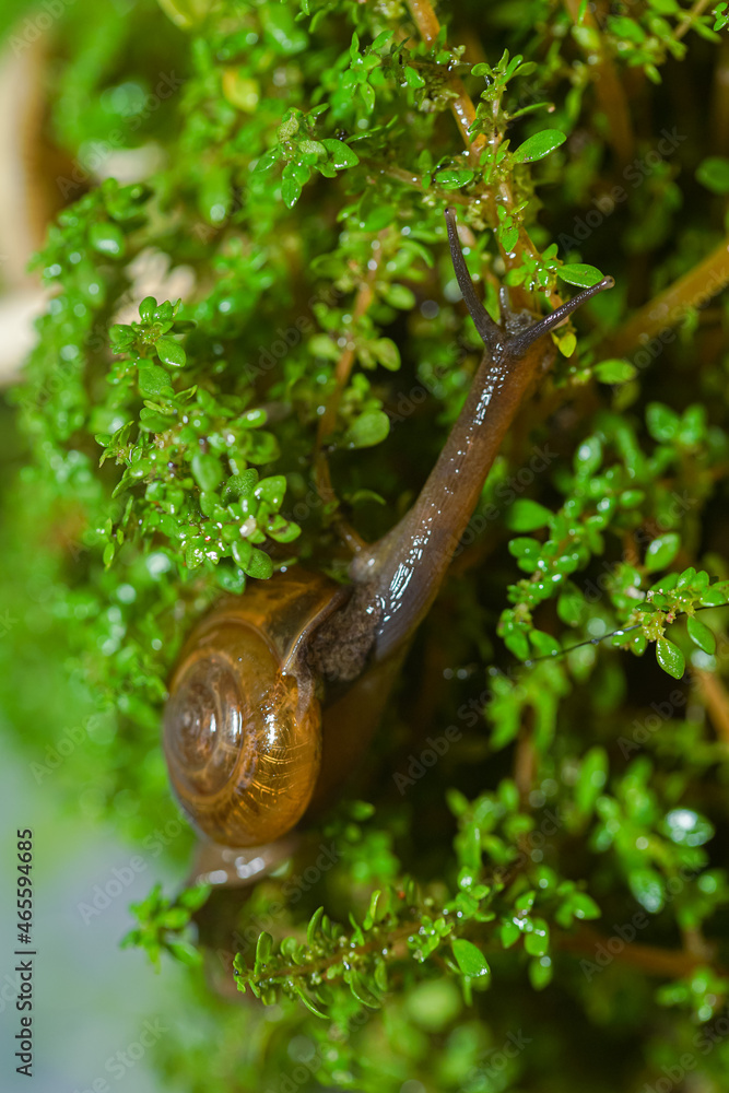 macro photo closeup of a snail. Snail burgundy on surface with moss and fungus. world like a snail macro photo closeup of a snail. Snail burgundy on surface with moss and fungus. world like a snail