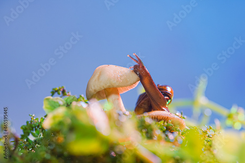 macro photo closeup of a snail. Snail burgundy on surface with moss and fungus. world like a snail