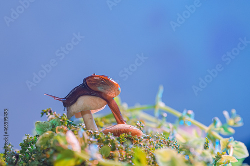 macro photo closeup of a snail. Snail burgundy on surface with moss and fungus. world like a snail