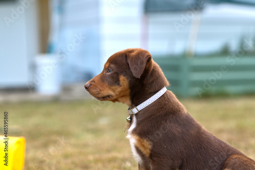 Kelpie Dog Cute Puppy photo