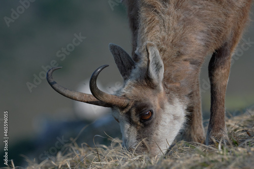 A hungry chamois portrai photo