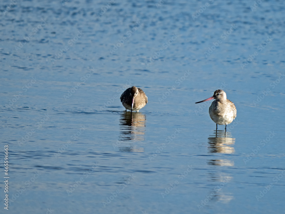 Nahaufnahme von zwei Pfuhlschnepfen, Limosa lapponica, im Schlichtkleid im Limfjord in Dänemark Nahaufnahme von zwei Pfuhlschnepfen, Limosa lapponica, im Schlichtkleid im Limfjord in Dänemark