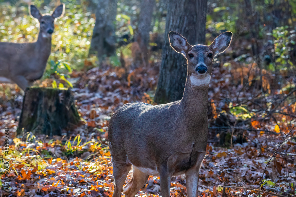 White-tailed doe (Odocoileus virginianus) alert and looking for danger in the forest during autumn. Selective focus, background blur and foreground blur.
White-tailed doe (Odocoileus virginianus) alert and looking for danger in the forest during autumn. Selective focus, background blur and foreground blur.