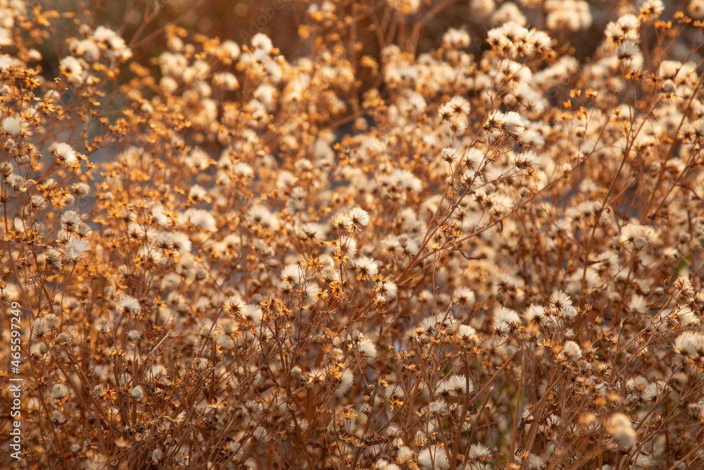 Fluffy dandelions on autumn field at sunset. orange horizontal landscape with beautiful inflorescences of white flowers. concept is autumn sadness. Fluffy dandelions on autumn field at sunset. orange horizontal landscape with beautiful inflorescences of white flowers. concept is autumn sadness.