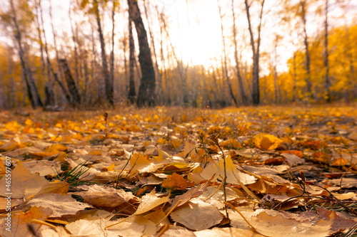 A carpet of fallen leaves against the background of an autumn forest. The ground is covered with yellow leaves. Autumn forest.