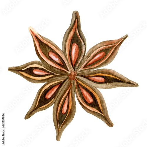 Watercolor Anise Star. Hand drawn illustration of Badian. on white background. Drawing of natural spice for icon