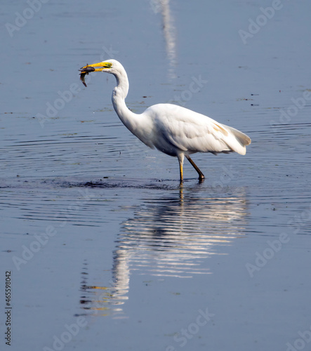 Egret