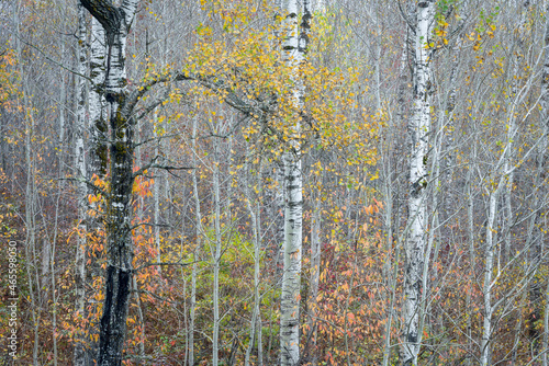 Autumn colors in a birch forest in the Northwoods of Wisconsin, USA.