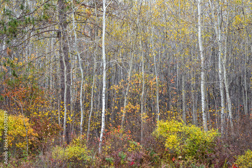 Fototapeta Naklejka Na Ścianę i Meble -  Autumn colors in the birch forests of northern Wisconsin, USA.