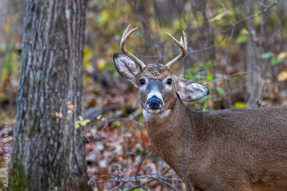 Close up of a healthy antlered White-tailed buck (Odocoileus virginianus) with one droopy ear during autumn. Selective focus, background blur and foreground blur. Close up of a healthy antlered White-tailed buck (Odocoileus virginianus) with one droopy ear during autumn. Selective focus, background blur and foreground blur.