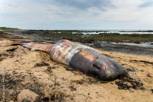 Dead sperm whate (cachalot) stranded on the sand on Ytri Tunga beach, on Snaefellsness peninsula, Iceland photo