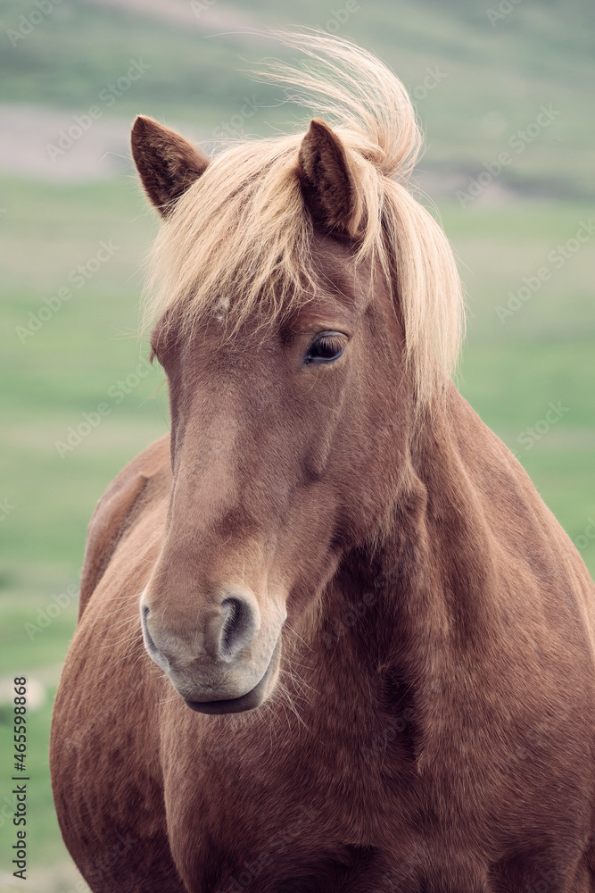 Fototapeta premium Close up portrait of a beautiful brown icelandic horse, Iceland
