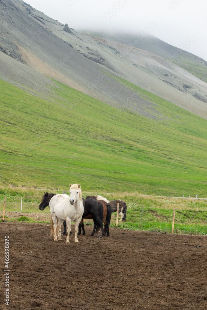 Herd of Icelandic horses in Iceland