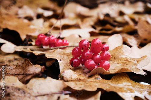 Red viburnum berries lie on yellow oak leaves photo