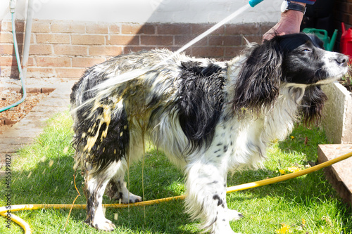 Photography Spaniel dog being held and washed with hose pipe after rolling in something horrid and smelly whilst out for exercise