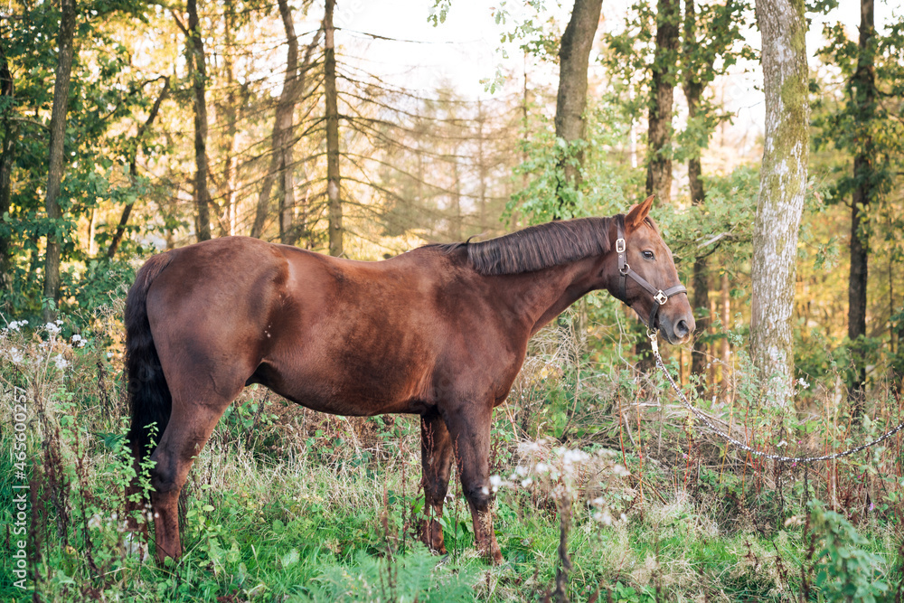 Fototapeta premium Pferd beim Spaziergang in herbstlicher Stimmung