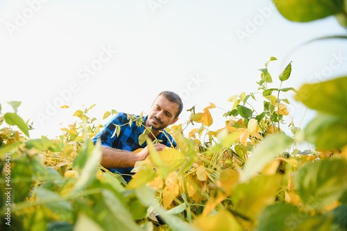 Farmer or agronomist examine soybean plant in field.