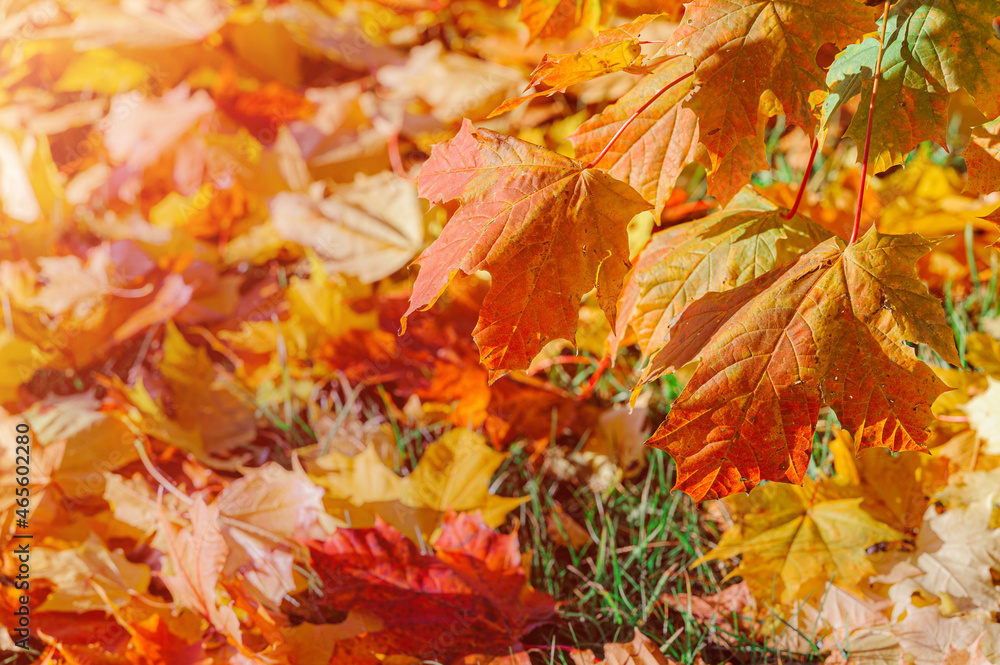 Colorful autumn leaves of maple tree with shallow focus. Fall blurred background.. Free space for text, holidays motive. Fall and Autumn Season Concept Colorful autumn leaves of maple tree with shallow focus. Fall blurred background.. Free space for text, holidays motive. Fall and Autumn Season Concept